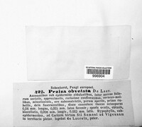 Peziza obvelata image